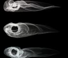 Iris.Graph