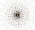 Sand.Dollar.Modified.Fast