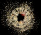 Radial.Hierarchy
