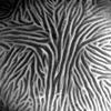 Black and white square image of an electron micrograph of pollen, for my talk "Breath of Complexity" at FITC Toronto 2005, Toronto, 9–11 Apr 2005