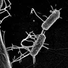Black and white square image of an electron micrograph of bacteria, for my talk "Evolving Computational Creatures" at Flashforward 2005 San Francisco, San Francisco, 6–8 Apr 2005