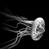 Black and white square image of a jellyfish, for my talk "Increasing Complexity" at Flash Festival 2005, Centre Pompidou, Paris, 28 May 2005