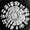 Black and white square image of a radial fungus form, for my talk "Self-Making" at Macromedia MAX 2005 Korea, Seoul, 15 Nov 2005