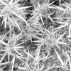 Black and white square image of a dense tangle of lines, for my talk "Algorithms to Fill Space" at Flash on the Beach, Brighton, Nov 2007