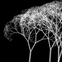Generated black and white image of white recursively branching trees on black, made with code after my Tree Garden algorithm, for Macromedia MAX Singapore 2005